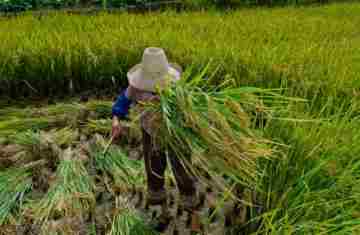  Garantia de direitos trabalhistas no campo ainda enfrenta desafios 